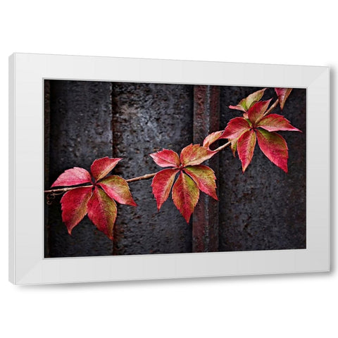 Fall Colors White Modern Wood Framed Art Print by Del Santo, Francesco