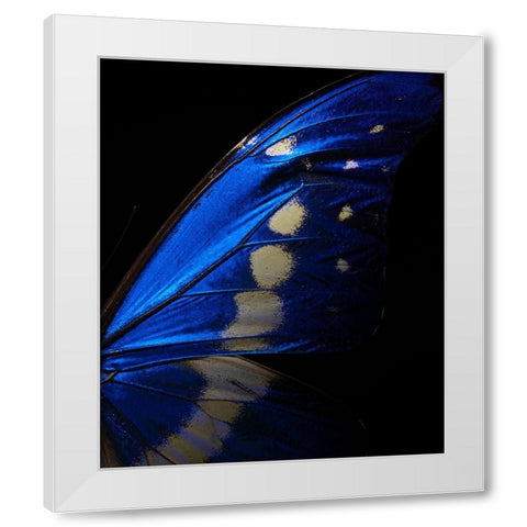 Morpho White Modern Wood Framed Art Print by Miyake, Shiro