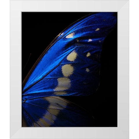 Morpho White Modern Wood Framed Art Print by Miyake, Shiro