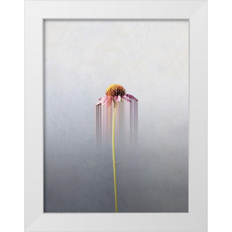 Single flower White Modern Wood Framed Art Print by Cederberg, Marcus