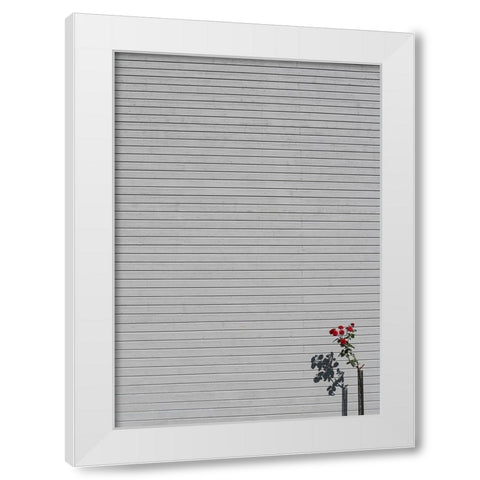 SIngle rose White Modern Wood Framed Art Print by Cederberg, Marcus