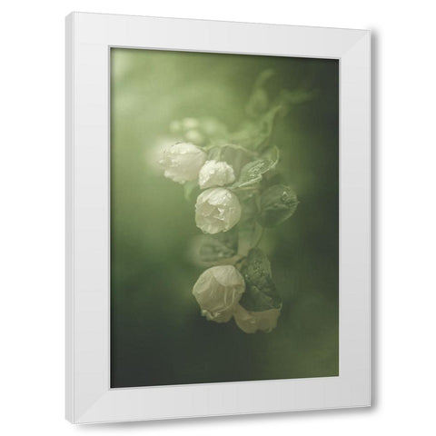 Jasmine White Modern Wood Framed Art Print by Zvinakeviciute, Kristina