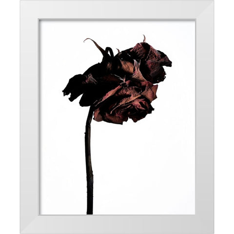 Dried Flower White Modern Wood Framed Art Print by Miyake, Shiro