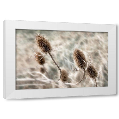 Do not touch me... White Modern Wood Framed Art Print by Claes, Gilbert