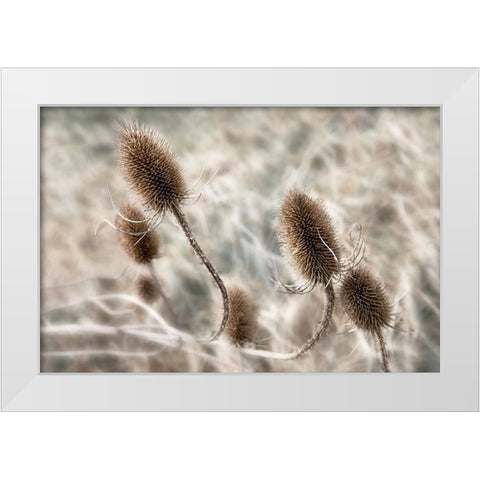 Do not touch me... White Modern Wood Framed Art Print by Claes, Gilbert