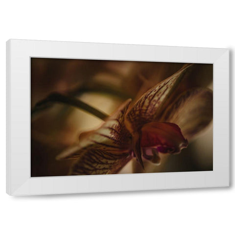 Botanical Series - Orchid 2/2 White Modern Wood Framed Art Print by Elijas, Eva