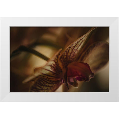 Botanical Series - Orchid 2/2 White Modern Wood Framed Art Print by Elijas, Eva