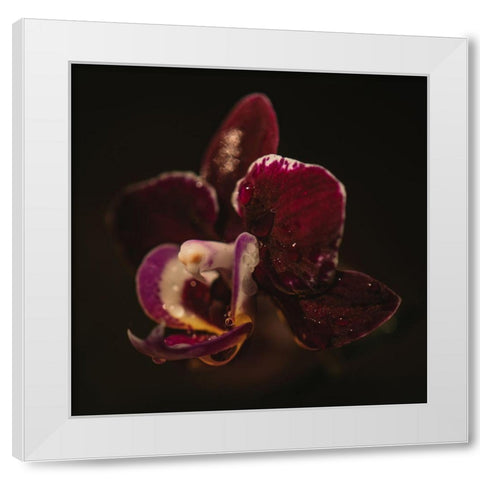 Botanical Series - Orchid a Droplets White Modern Wood Framed Art Print by Elijas, Eva