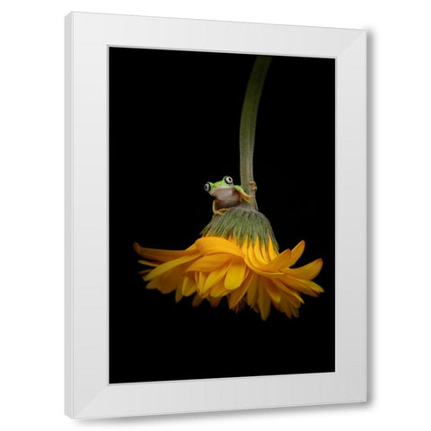 The Lemur Tree Frog and the Gerbera White Modern Wood Framed Art Print by D Lester, Linda