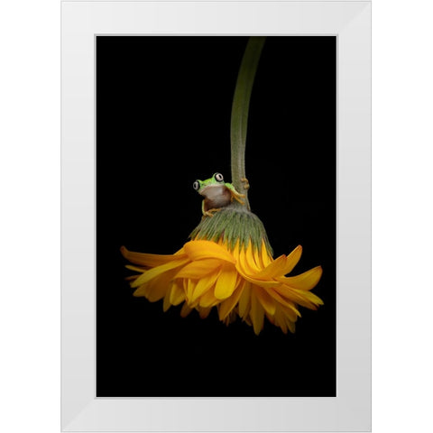 The Lemur Tree Frog and the Gerbera White Modern Wood Framed Art Print by D Lester, Linda
