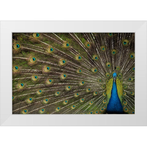 Wild Beauty White Modern Wood Framed Art Print by Hunt, Debbie