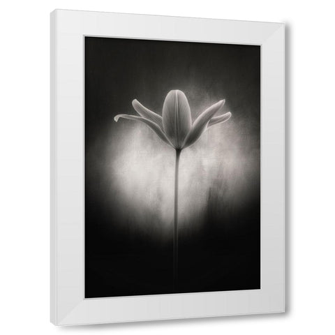 Tulip in black and white White Modern Wood Framed Art Print by Gronkjar, Lotte
