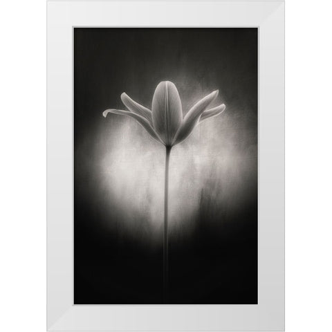 Tulip in black and white White Modern Wood Framed Art Print by Gronkjar, Lotte