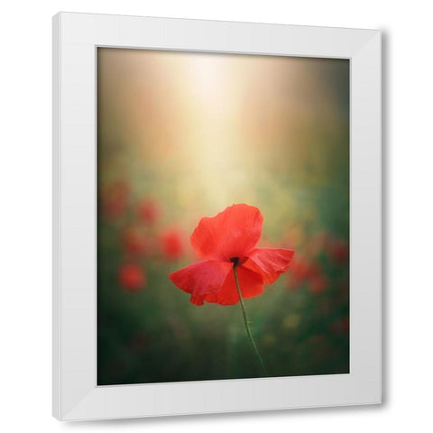 Light And Colors 3 7R41568 White Modern Wood Framed Art Print by joanaduenas