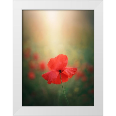 Light And Colors 3 7R41568 White Modern Wood Framed Art Print by joanaduenas