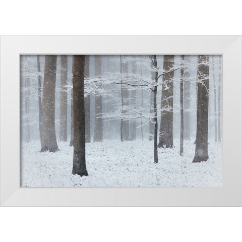 April Fools Day White Modern Wood Framed Art Print by Popan, Adrian