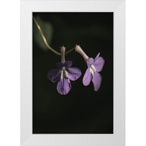 Botanical Series - Purple Flowers White Modern Wood Framed Art Print by Elijas, Eva