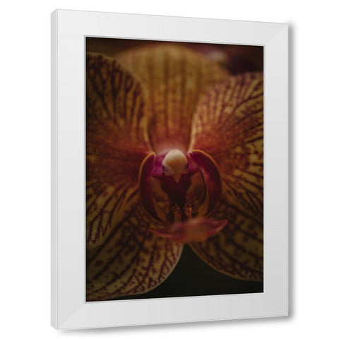 Botanical Series - Orchid Up Close a Personal White Modern Wood Framed Art Print by Elijas, Eva