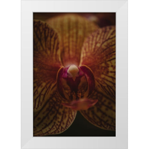 Botanical Series - Orchid Up Close a Personal White Modern Wood Framed Art Print by Elijas, Eva