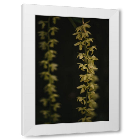 Botanical Series - Small Yellow Blossoms White Modern Wood Framed Art Print by Elijas, Eva
