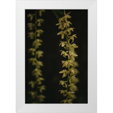 Botanical Series - Small Yellow Blossoms White Modern Wood Framed Art Print by Elijas, Eva