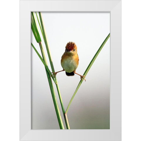 Kung Fu Master White Modern Wood Framed Art Print by Gunawan, Lina