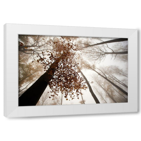 Fall White Modern Wood Framed Art Print by Baekelandt, Luc