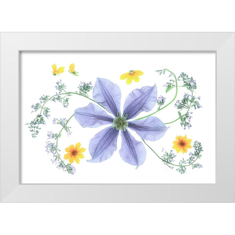 Blue Clematis White Modern Wood Framed Art Print by Zhou, Fangping