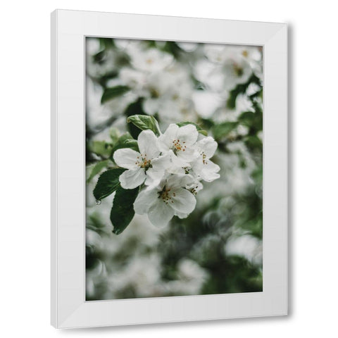 Spring Series - Apple Blossoms in the Rain 2/12 White Modern Wood Framed Art Print by Elijas, Eva