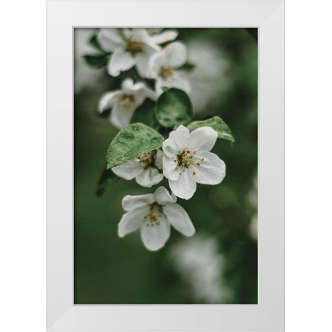 Spring Series - Apple Blossoms in the Rain 4/12 White Modern Wood Framed Art Print by Elijas, Eva