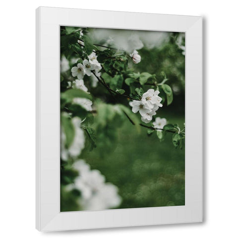 Spring Series - Apple Blossoms in the Rain 6/12 White Modern Wood Framed Art Print by Elijas, Eva