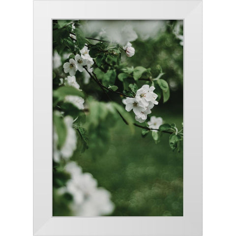 Spring Series - Apple Blossoms in the Rain 6/12 White Modern Wood Framed Art Print by Elijas, Eva