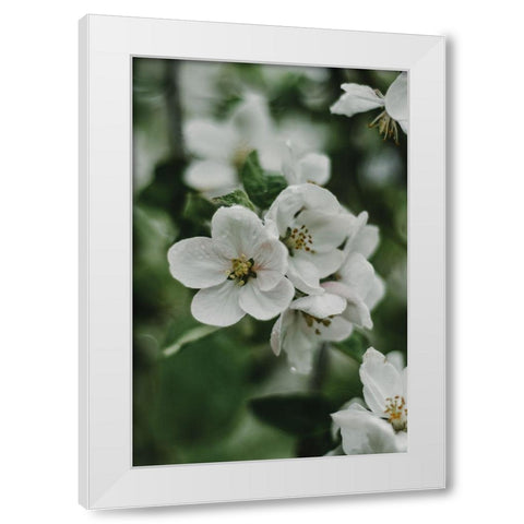 Spring Series - Apple Blossoms in the Rain 8/12 White Modern Wood Framed Art Print by Elijas, Eva