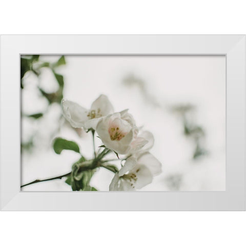 Spring Series - Apple Blossoms in the Rain 12/12 White Modern Wood Framed Art Print by Elijas, Eva