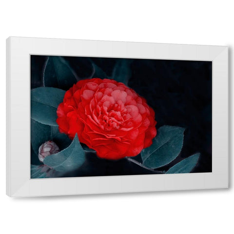 Red Camellia Flower White Modern Wood Framed Art Print by Liu, Betty