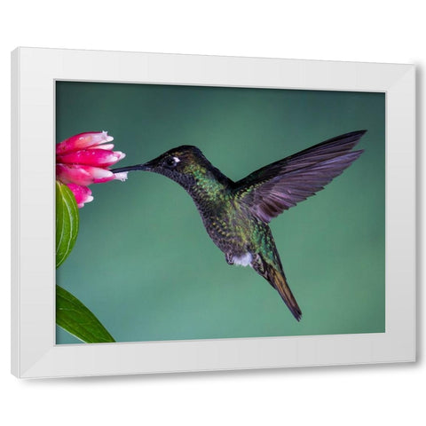 Costa Rican Hummingbird White Modern Wood Framed Art Print by Theil, Melissa