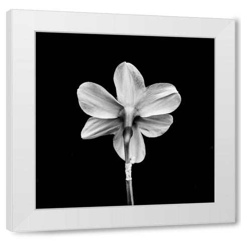 One White Modern Wood Framed Art Print by Bland, Richard