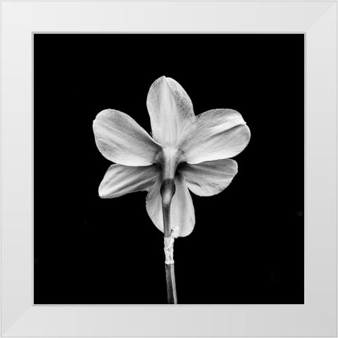 One White Modern Wood Framed Art Print by Bland, Richard