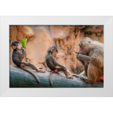 Lesson in the Wild White Modern Wood Framed Art Print by Ng, Joseph