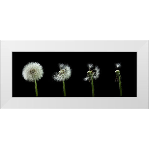 dandelion flower sequenz White Modern Wood Framed Art Print by Alicke, Bjoern