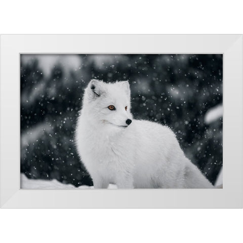 Artic Fox White Modern Wood Framed Art Print by Bjorndal Srisoi, Geir