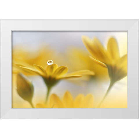 Summer Melody.. White Modern Wood Framed Art Print by Nan, Juliana
