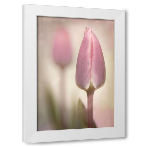 Pink Tulips White Modern Wood Framed Art Print by Williams, Sharon