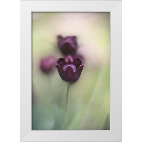 Projectorlens Photo White Modern Wood Framed Art Print by van marwijk, tonnie