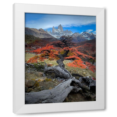 Autum in Fitz Roy White Modern Wood Framed Art Print by Li, Bing