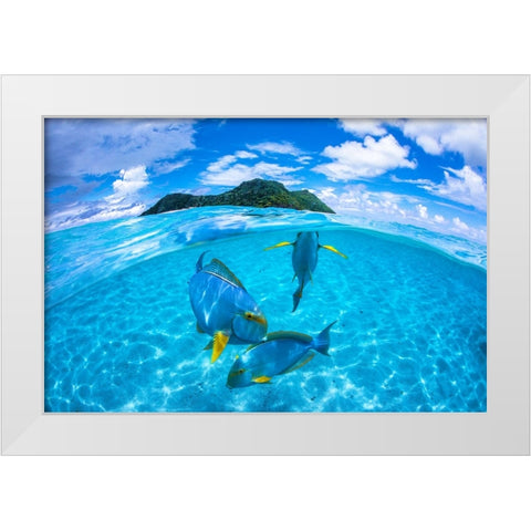 Surgeon Fish Trio White Modern Wood Framed Art Print by Gabriel, Barathieu