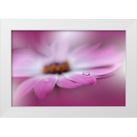 Celebration Of Life.. White Modern Wood Framed Art Print by Nan, Juliana