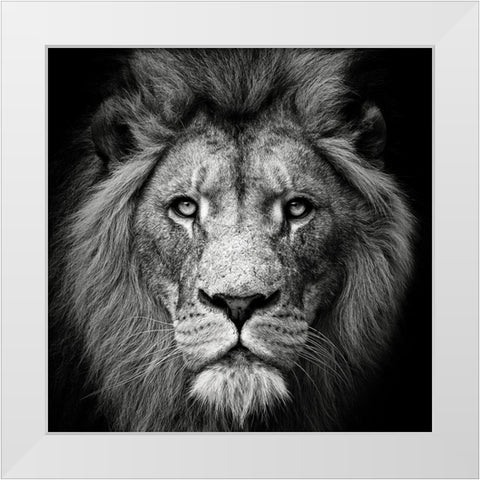 Stare Me Down #3 White Modern Wood Framed Art Print by Meermann, Christian