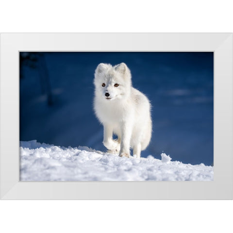 Artic Fox In Winter Landscape White Modern Wood Framed Art Print by Bjorndal Srisoi, Geir