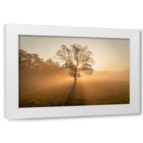Lonely tree White Modern Wood Framed Art Print by Krivec, Ales